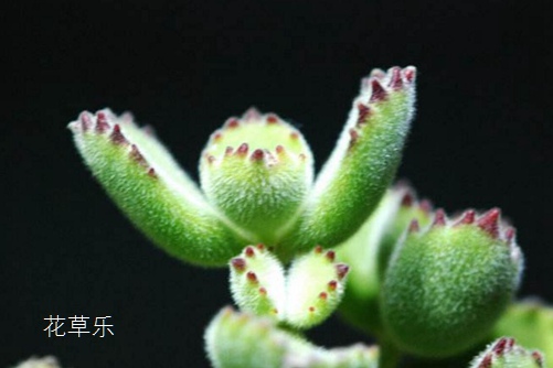 动漫人物头亚洲一区二区三区av激情，揭示二次元世界里的千变万化与无尽想象